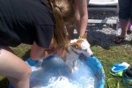 [2012-06-16] Dog-Car Wash 16