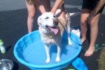 [2012-06-16] Dog-Car Wash 20