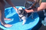 [2012-06-16] Dog-Car Wash 26