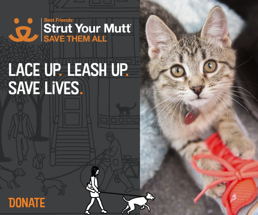 Facebook Post Graphic (Cat) - Donate